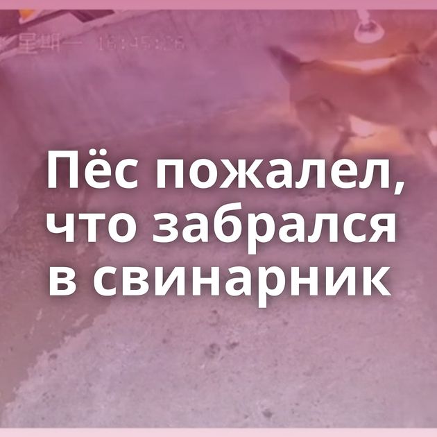Пёс пожалел, что забрался в свинарник