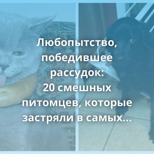Любопытство, победившее рассудок: 20 смешных питомцев, которые застряли в самых неожиданных местах
