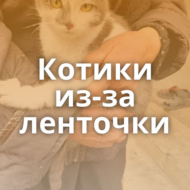 Котики из-за ленточки