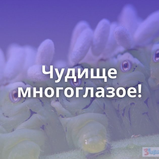 Чудище многоглазое!