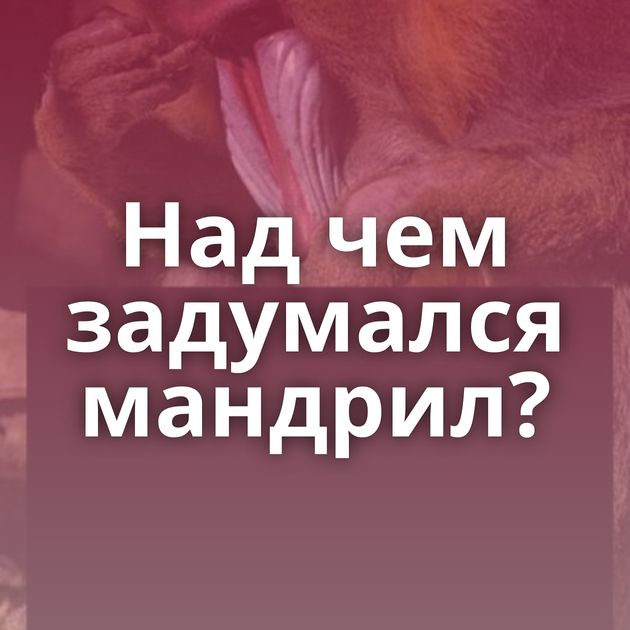 Над чем задумался мандрил?