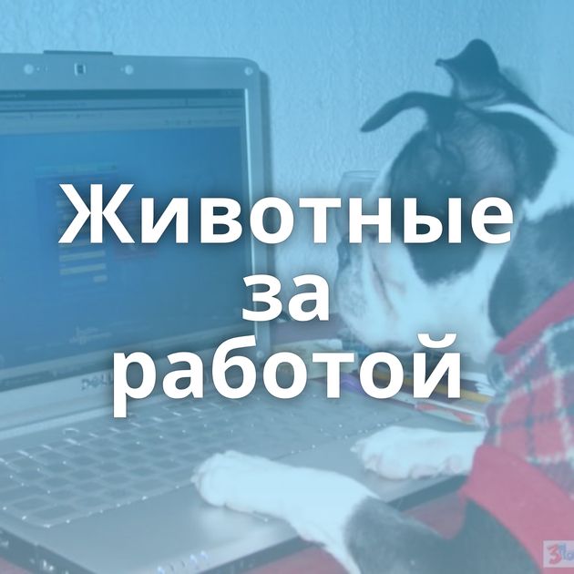 Животные за работой