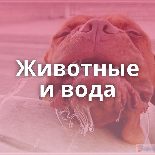 Животные и вода