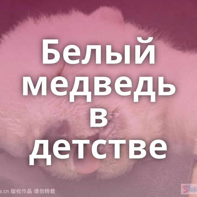 Белый медведь в детстве