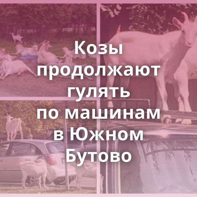 Козы продолжают гулять по машинам в Южном Бутово