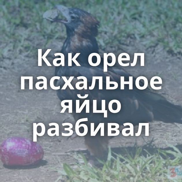 Как орел пасхальное яйцо разбивал