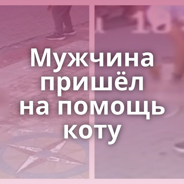 Мужчина пришёл на помощь коту