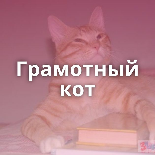 Грамотный кот