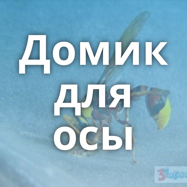 Домик для осы