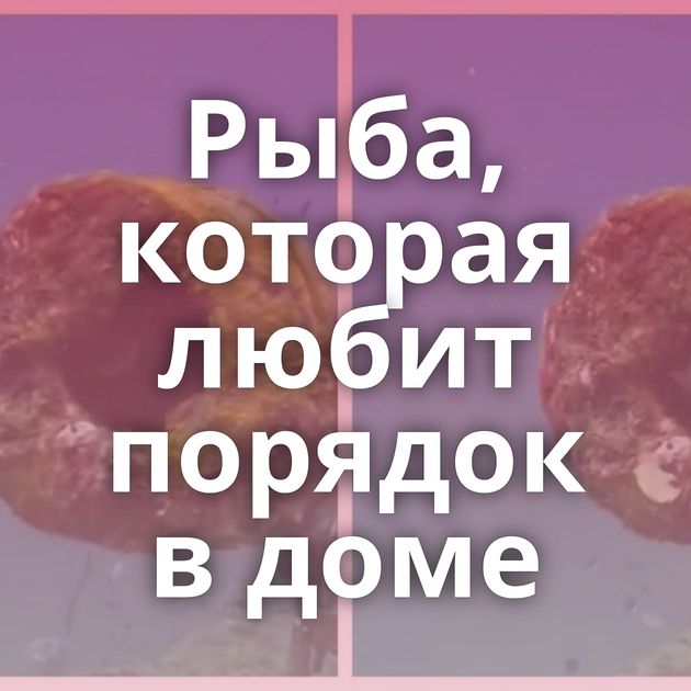 Рыба, которая любит порядок в доме