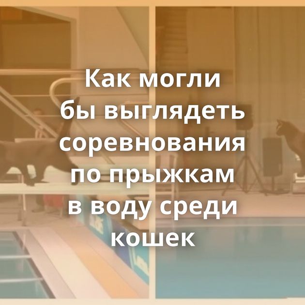Как могли бы выглядеть соревнования по прыжкам в воду среди кошек