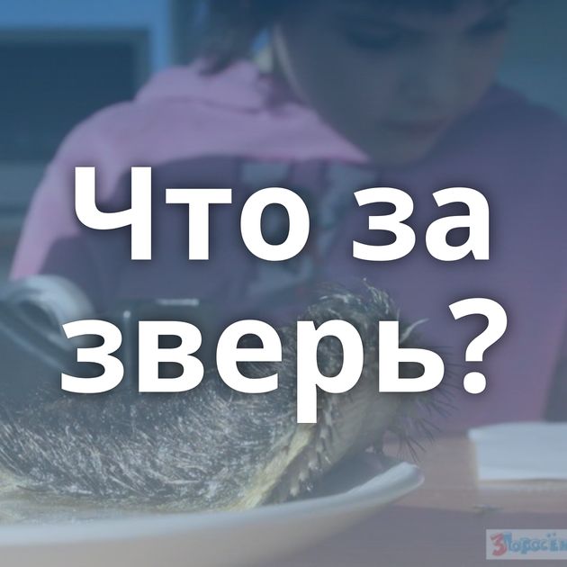 Что за зверь?