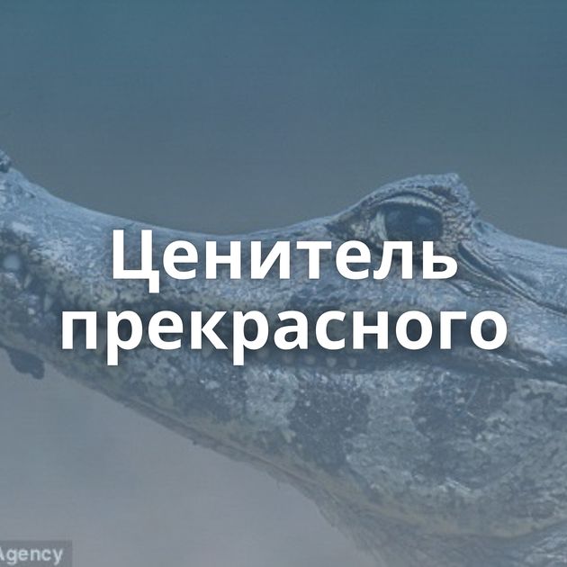 Ценитель прекрасного