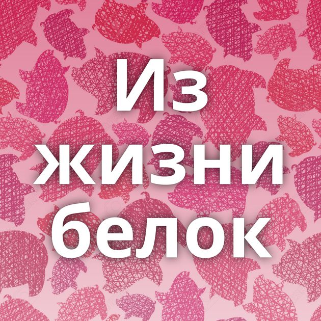 Из жизни белок