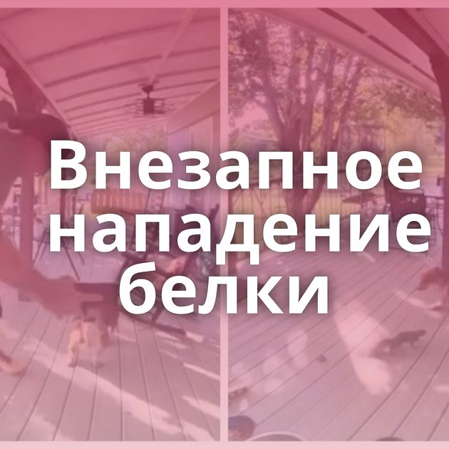 Внезапное нападение белки
