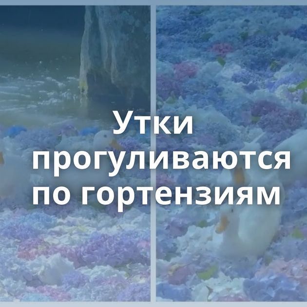 Утки прогуливаются по гортензиям