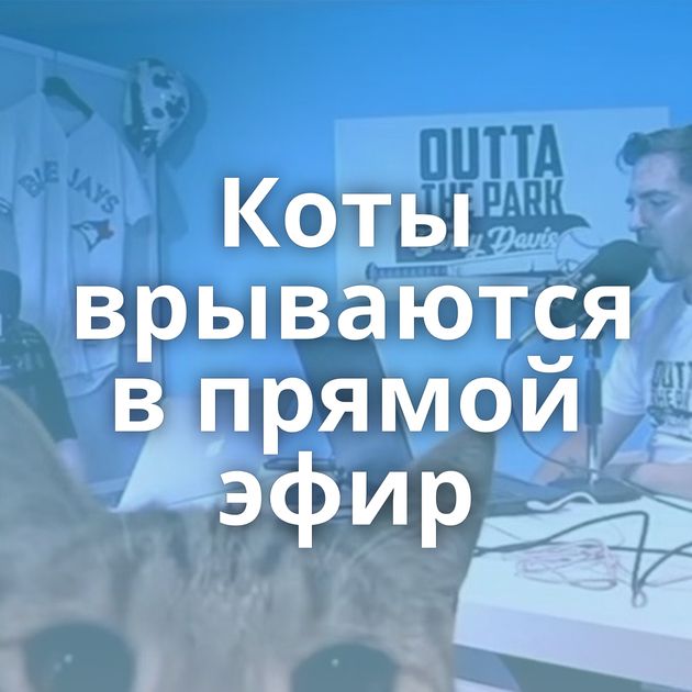 Коты врываются в прямой эфир