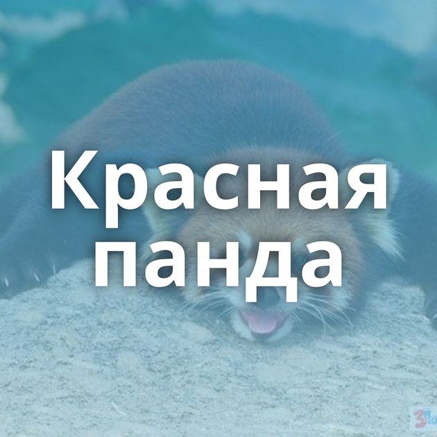 Красная панда