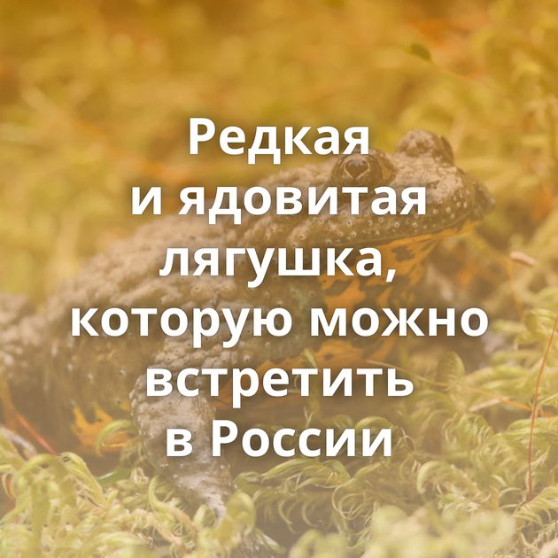 Редкая и ядовитая лягушка, которую можно встретить в России