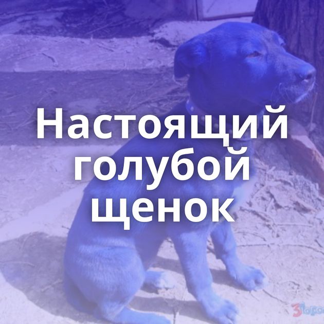 Настоящий голубой щенок