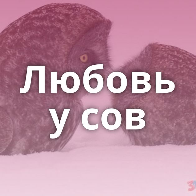 Любовь у сов