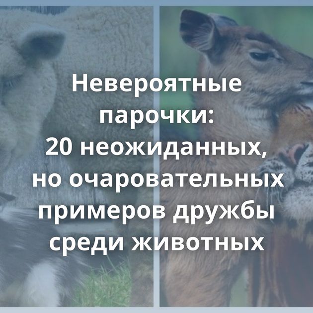 Невероятные парочки: 20 неожиданных, но очаровательных примеров дружбы среди животных