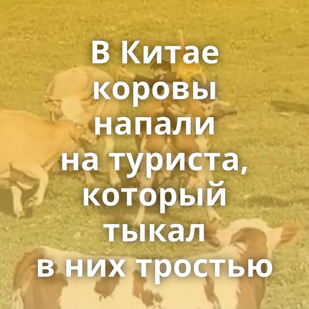 В Китае коровы напали на туриста, который тыкал в них тростью