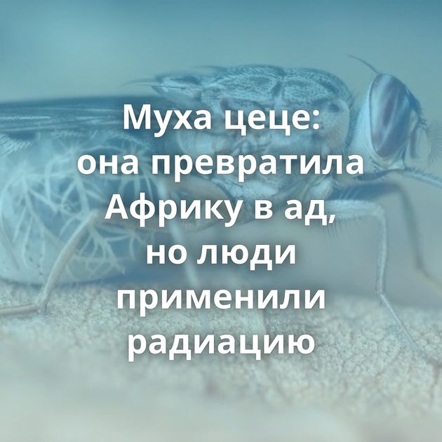 Муха цеце: она превратила Африку в ад, но люди применили радиацию