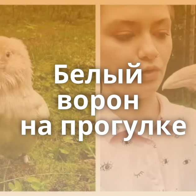 Белый ворон на прогулке