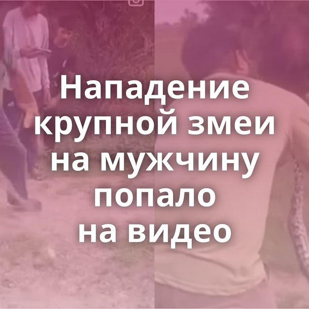 Нападение крупной змеи на мужчину попало на видео