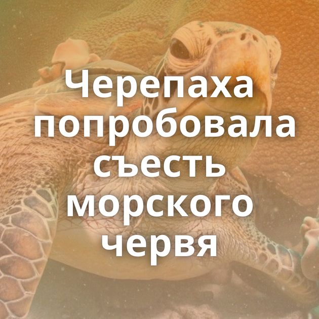 Черепаха попробовала съесть морского червя