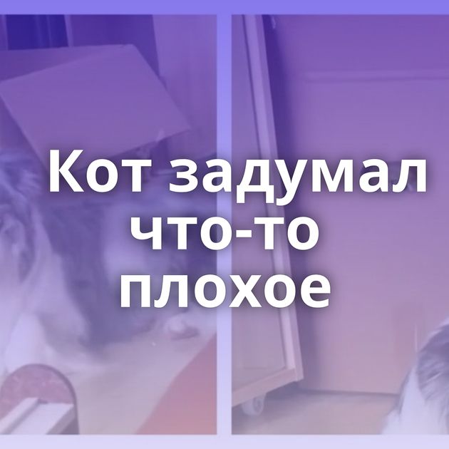 Кот задумал что-то плохое