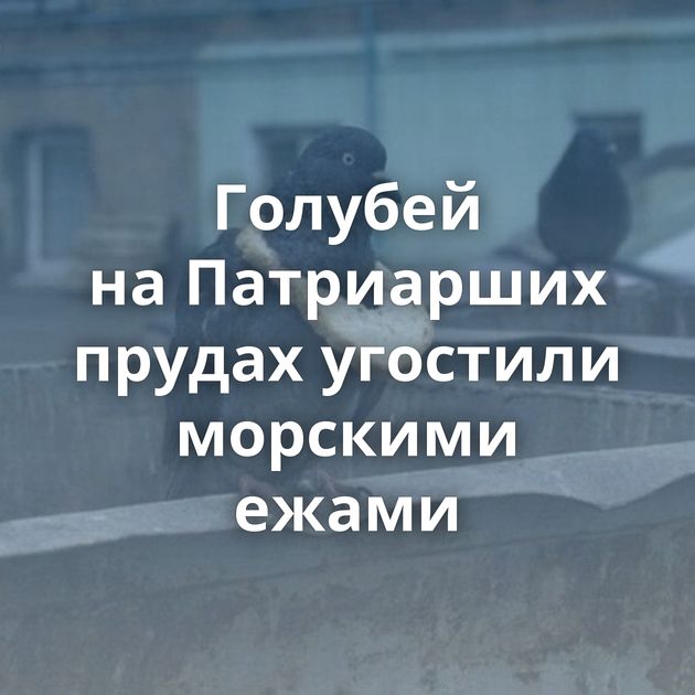 Голубей на Патриарших прудах угостили морскими ежами