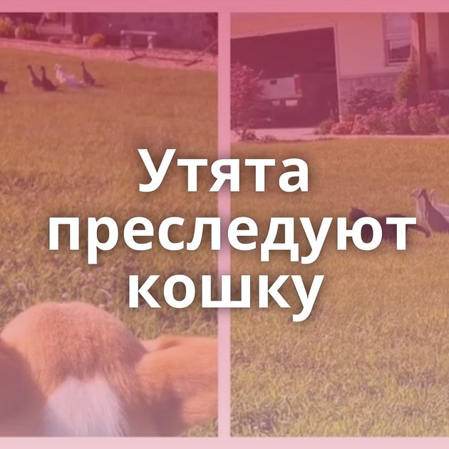 Утята преследуют кошку