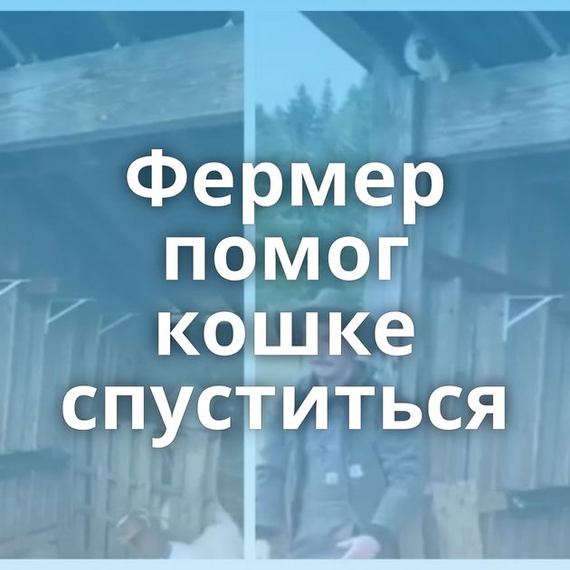 Фермер помог кошке спуститься