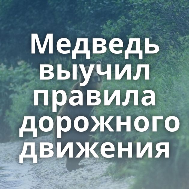 Медведь выучил правила дорожного движения