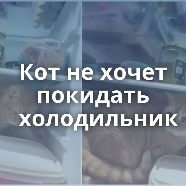 Кот не хочет покидать холодильник