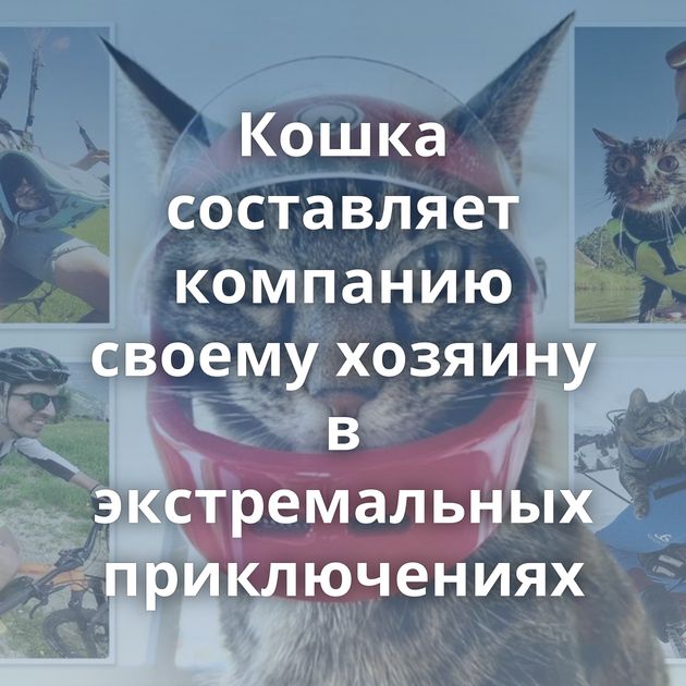Кошка составляет компанию своему хозяину в экстремальных приключениях