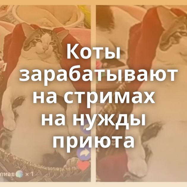 Коты зарабатывают на стримах на нужды приюта