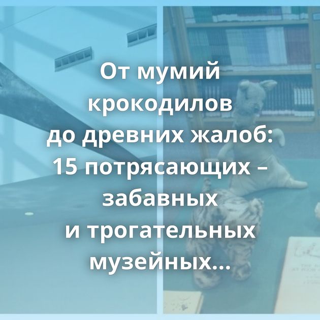 От мумий крокодилов до древних жалоб: 15 потрясающих – забавных и трогательных музейных экспонатов