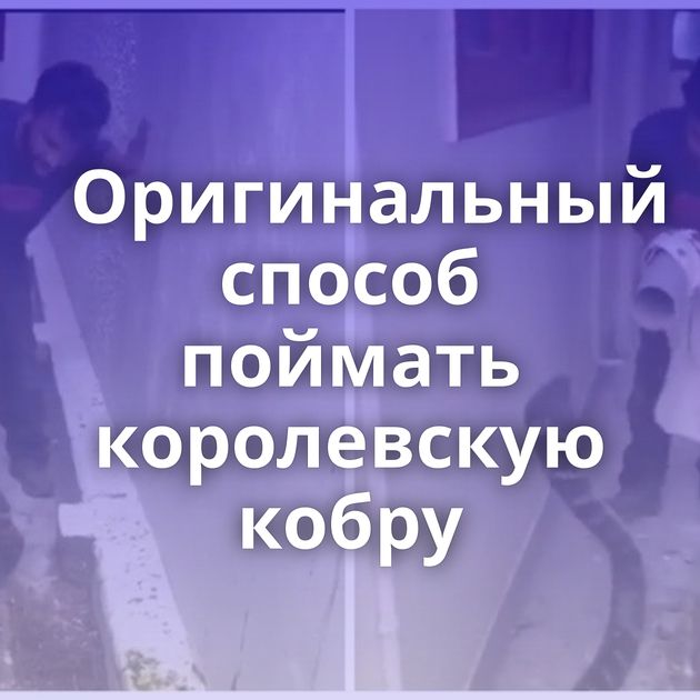 Оригинальный способ поймать королевскую кобру