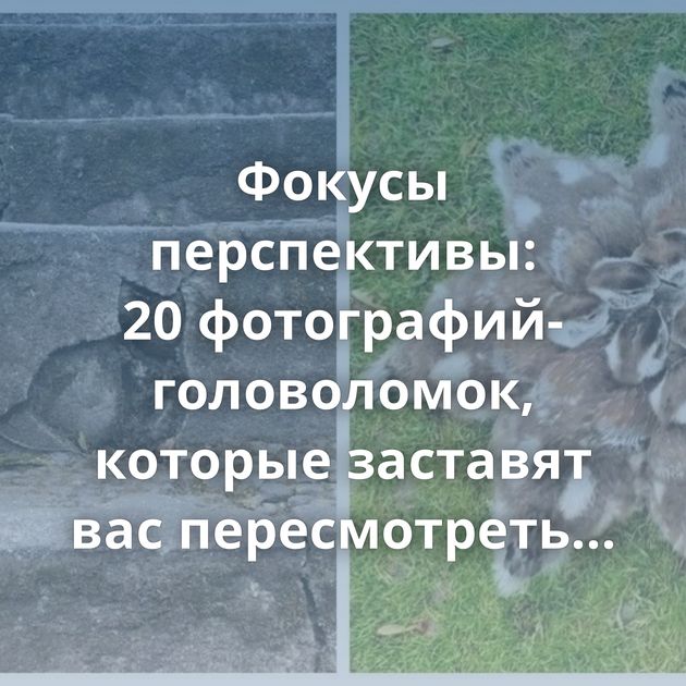 Фокусы перспективы: 20 фотографий-головоломок, которые заставят вас пересмотреть реальность