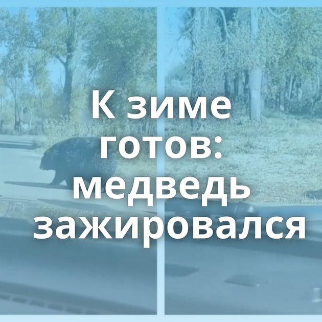 К зиме готов: медведь зажировался