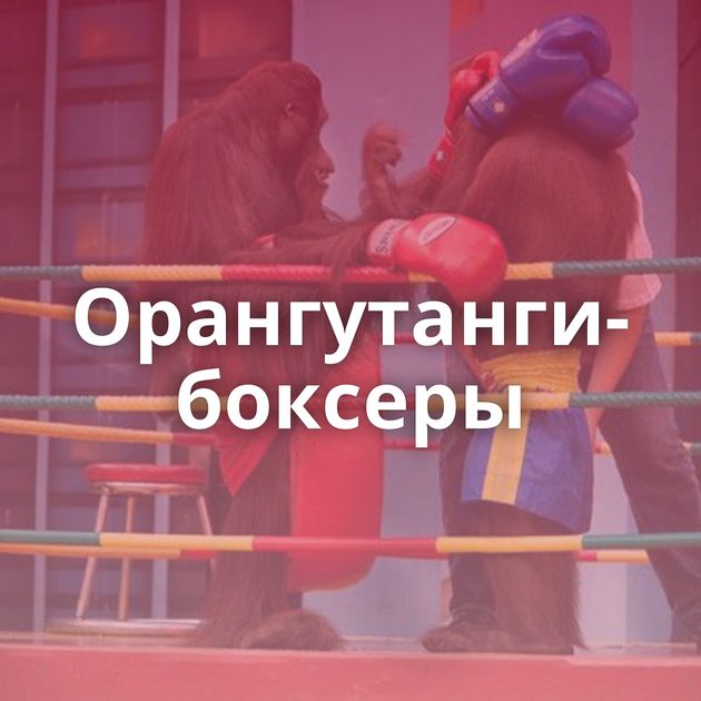 Орангутанги-боксеры