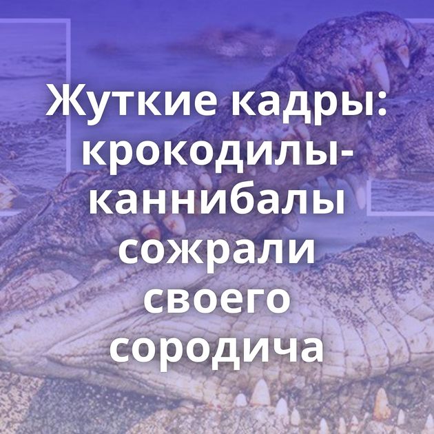 Жуткие кадры: крокодилы-каннибалы сожрали своего сородича
