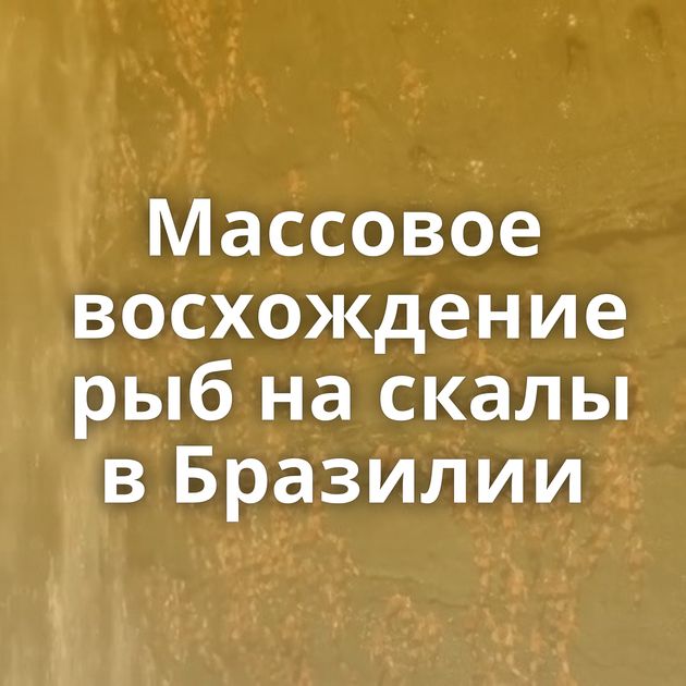 Массовое восхождение рыб на скалы в Бразилии