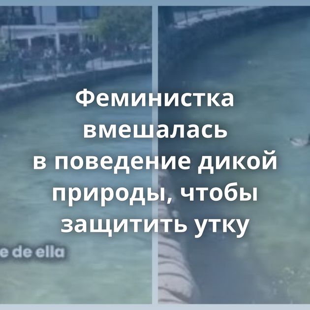 Феминистка вмешалась в поведение дикой природы, чтобы защитить утку