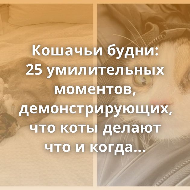 Кошачьи будни: 25 умилительных моментов, демонстрирующих, что коты делают что и когда хотят
