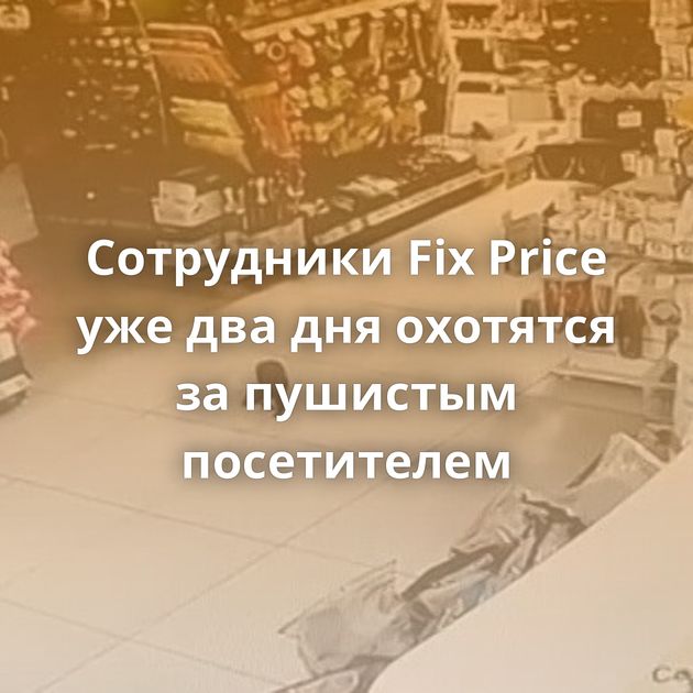 Сотрудники Fix Price уже два дня охотятся за пушистым посетителем