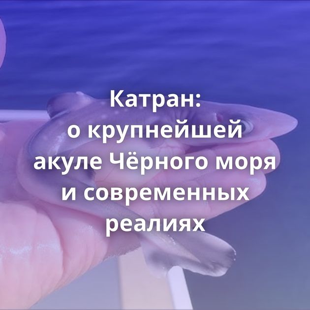Катран: о крупнейшей акуле Чёрного моря и современных реалиях